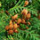 Thumbnail: White cedar branch with cones.
