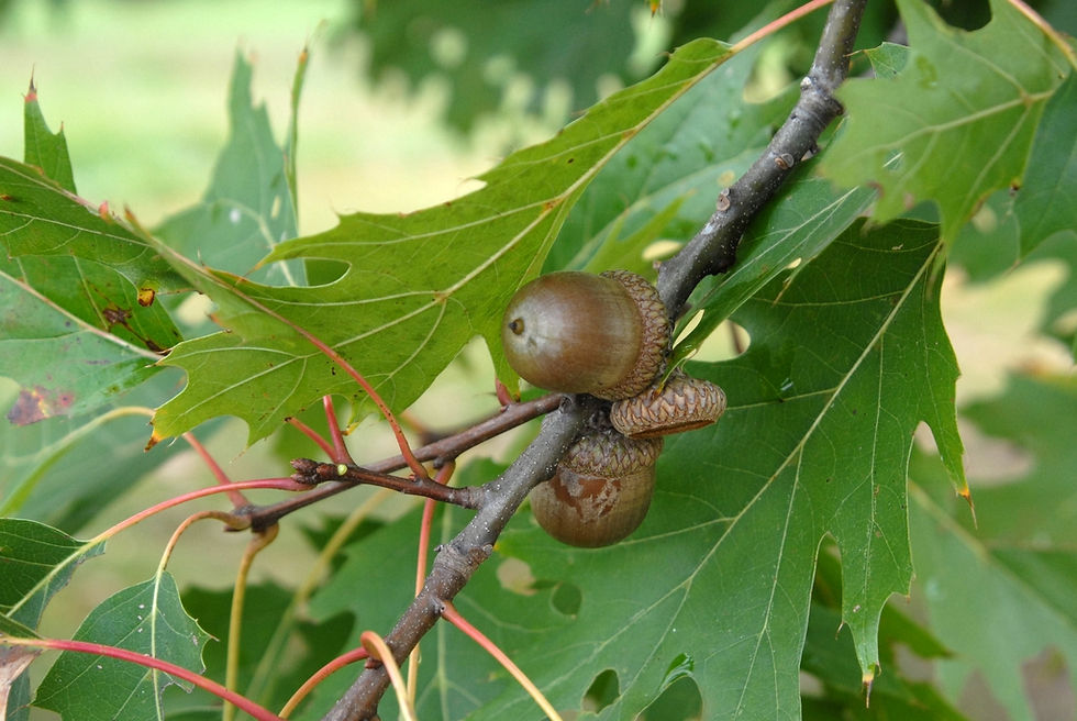Red oak leaves and acorns.