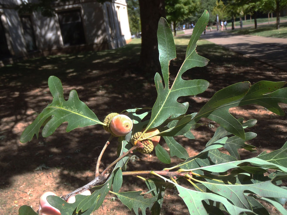 White oak leaves and acorns.