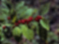 Winterberry branch with berries and leaves.