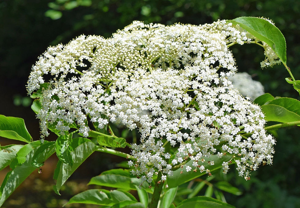 Black elderberry flowers.