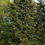Thumbnail: Douglas fir tree.
