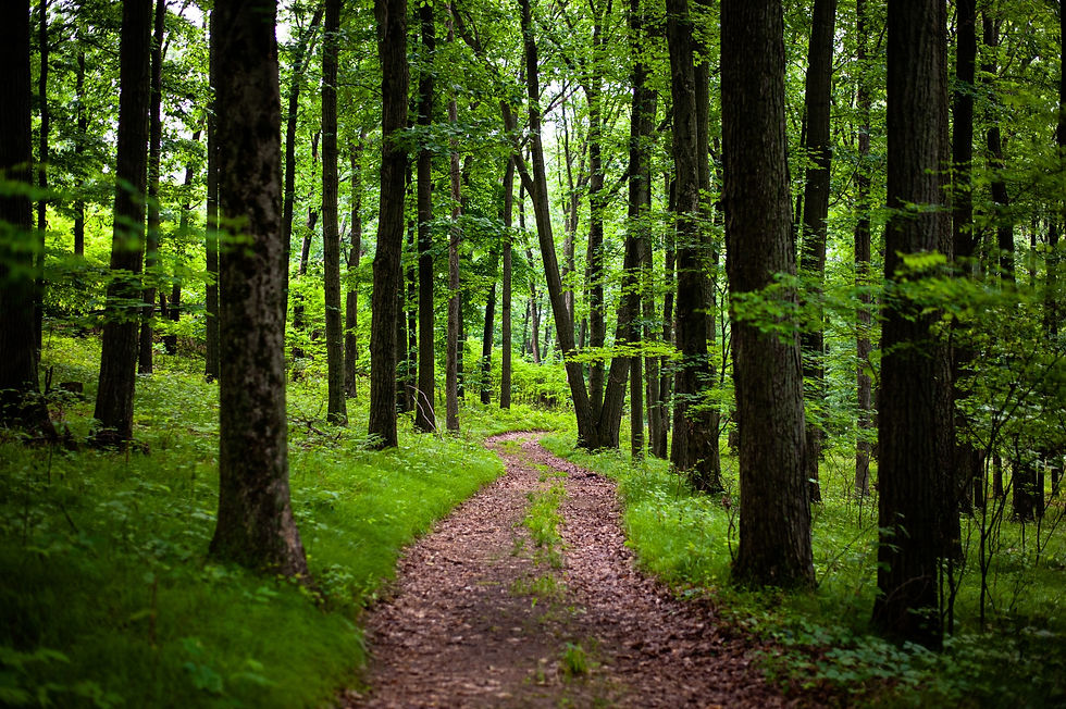 Model Forest BioBlitz