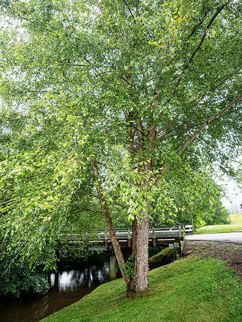 Thumbnail: River Birch