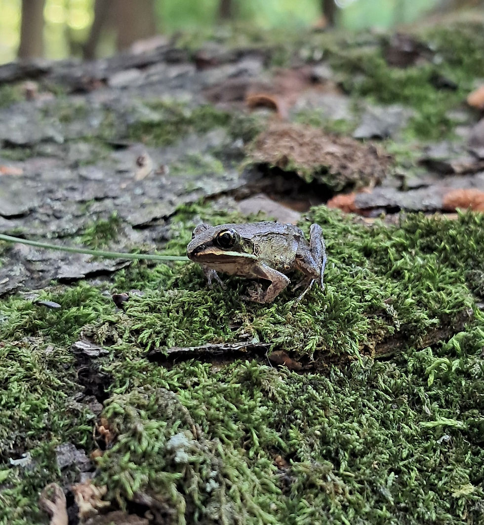 Reptile & Amphibian Adventure