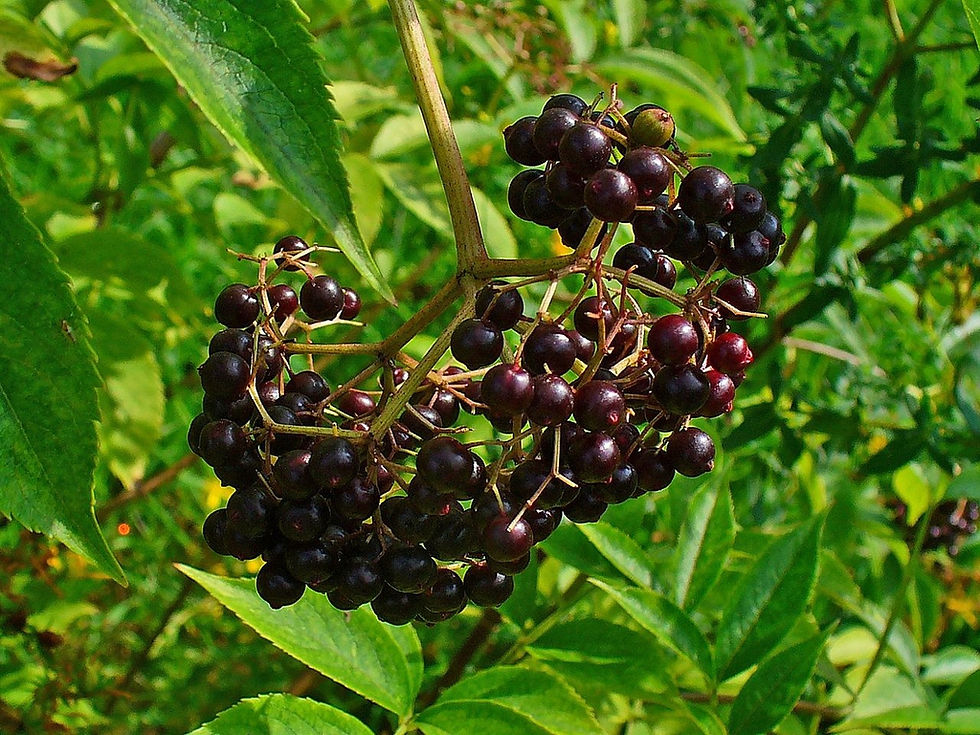 Black elderberry berries. 
