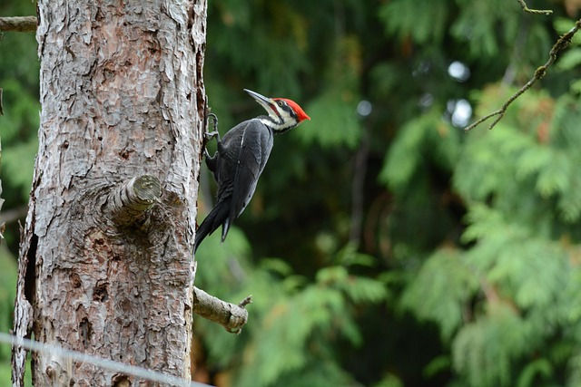 Bird Walk