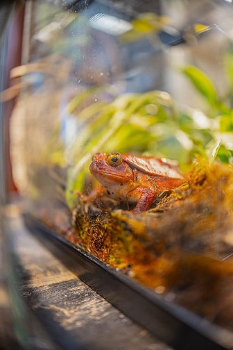 Red pixie frog in his enclosure at the tinley reptile expo, from the vendor Crosstown exotics.