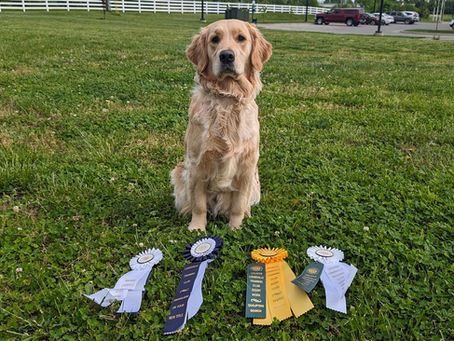 Scent work Title For Joplin