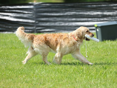Fetch Novice Title For Motley