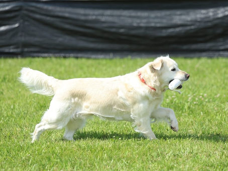 Kimber's Fetch Title