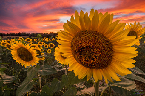 SUNSHINE AT SUNSET