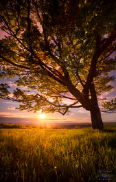 A TREE OF LIGHT