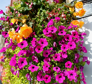 Hanging basket with bright flowers
