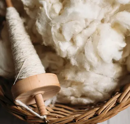 Toisons de laine brute collectées par Moumoute pour la fabrication de panneaux acoustiques biosourcés.