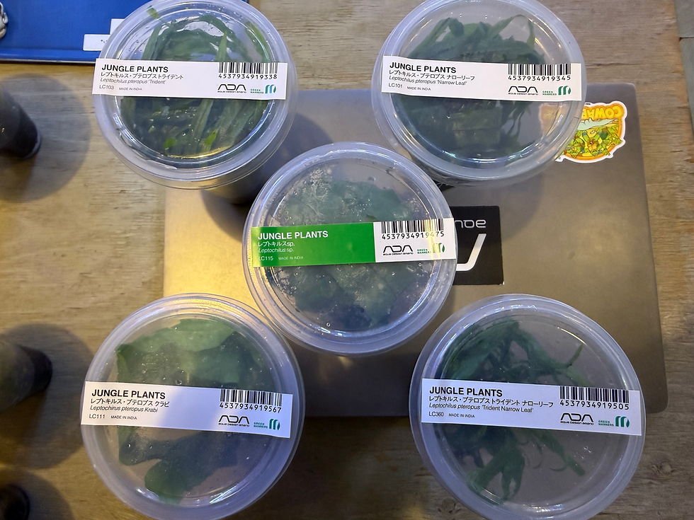 さよならミクロソラム