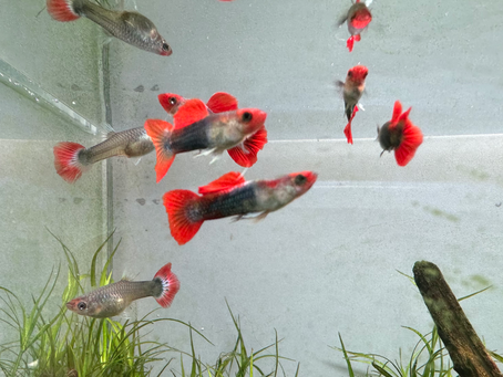 入荷情報と営業予定