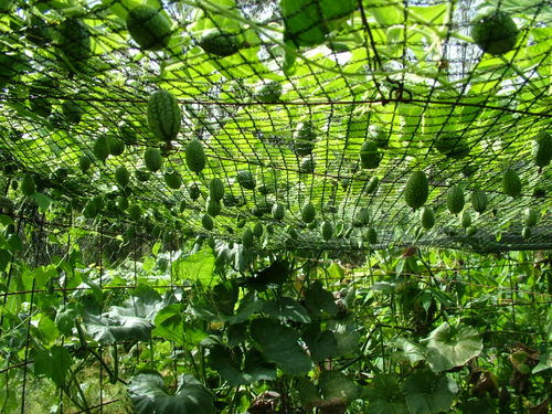 Thumbnail: Miniature Watermelon / Mexican Sour Gherkin (Melothria scabra)