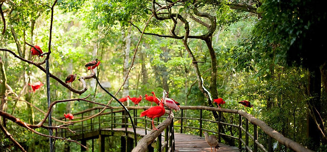 parque das aves.jpg