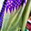 Thumbnail: Banarasi  Katan-Silk Saree