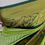 Thumbnail: Soft Semi-Kanchi Silk Saree 