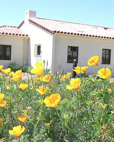 cottage&poppies (1).jpg