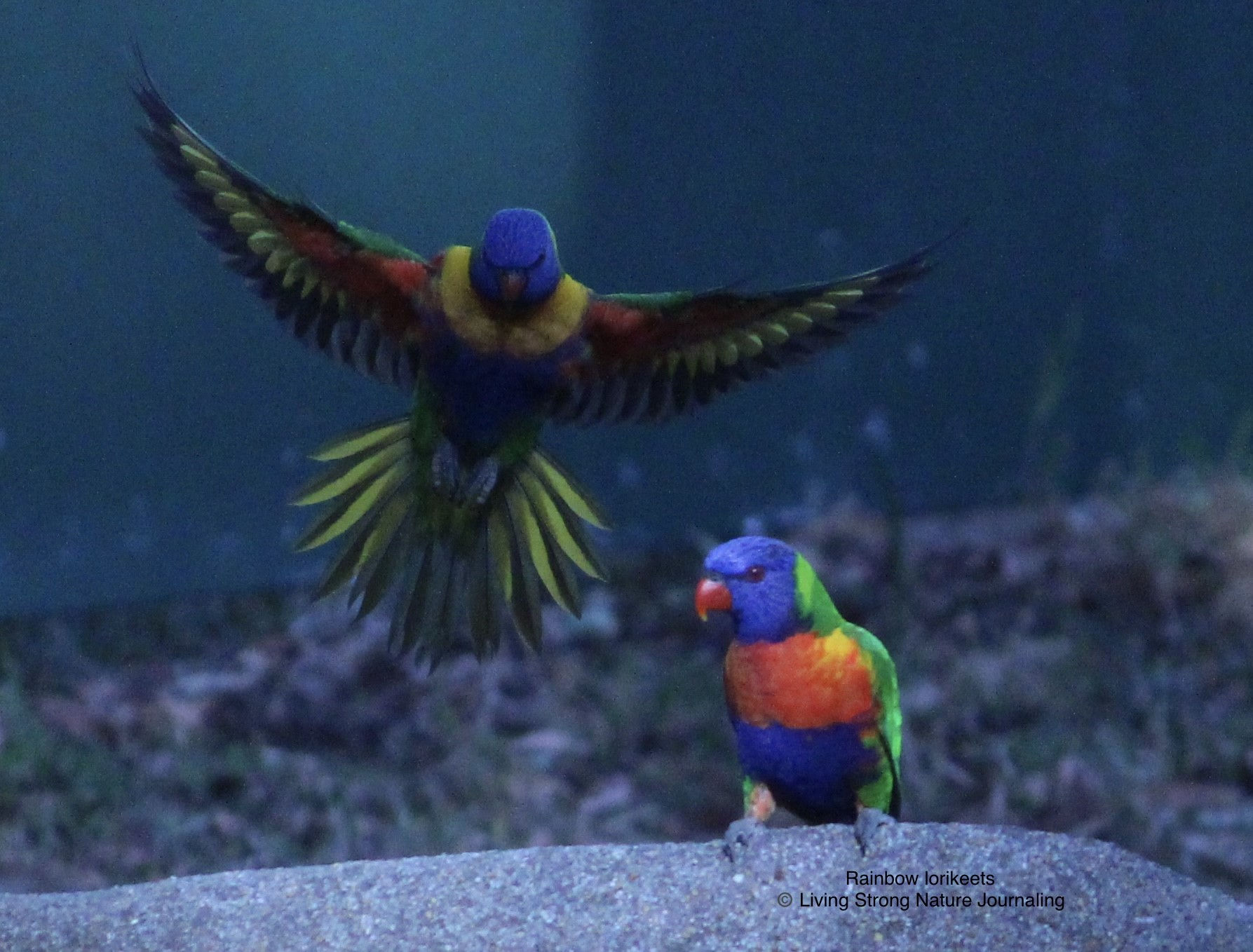 Newcastle/Hunter and Surrounds Bird Spotto List