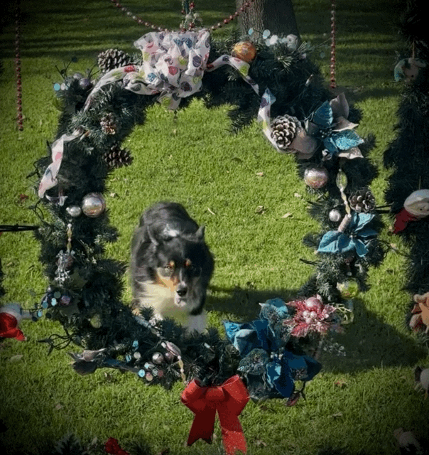 Merry Christmas!.GIF