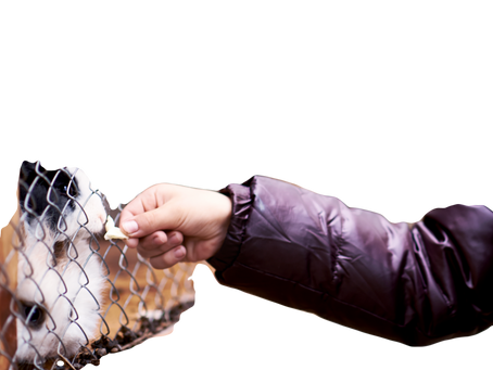 11月18日の運勢 解説 任せよう