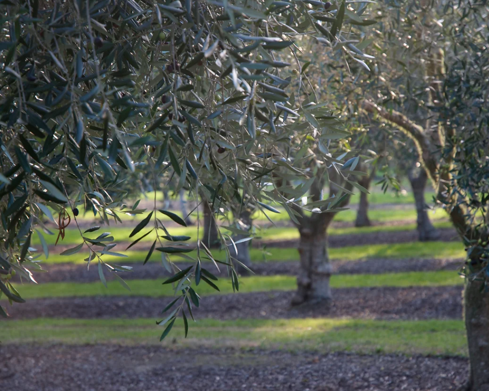 Thumbnail: Matakana Extra virgin olive oil 250ml Classic.