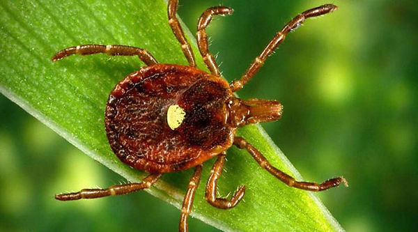 уничтожение клещей Харьков