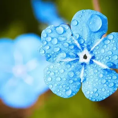 Blue_Flower_1.webp