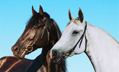 Horse-Bedding-Wholesale.jpg