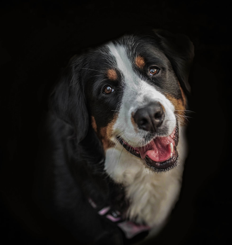 Bernese Mountain Dog