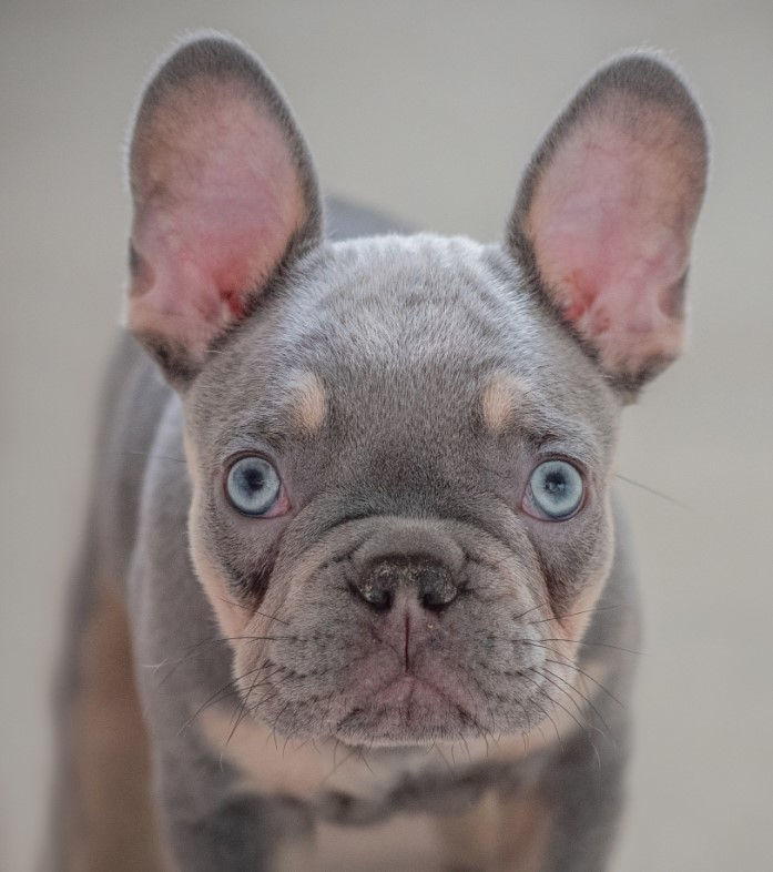 Frenchie Puppy