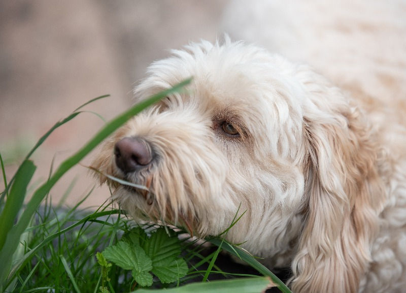 Dog eating grass
