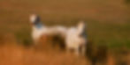 Byw, Swannie-7571 pano.jpg