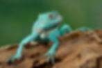 Blue iguana closeup on wood blue iguana grand cayman blue iguana cyclura lewisi closeup