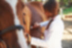 Using stethoscope female vet examining horse outdoors at the farm at daytime
