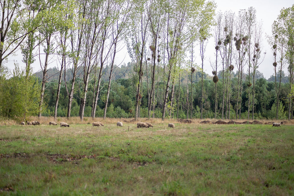 DSC_8393.jpg