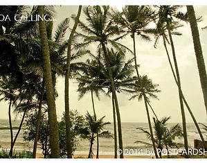 Coconut Shade