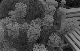 Floral1.png