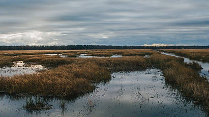 Website Banner Winter 2-01.jpg