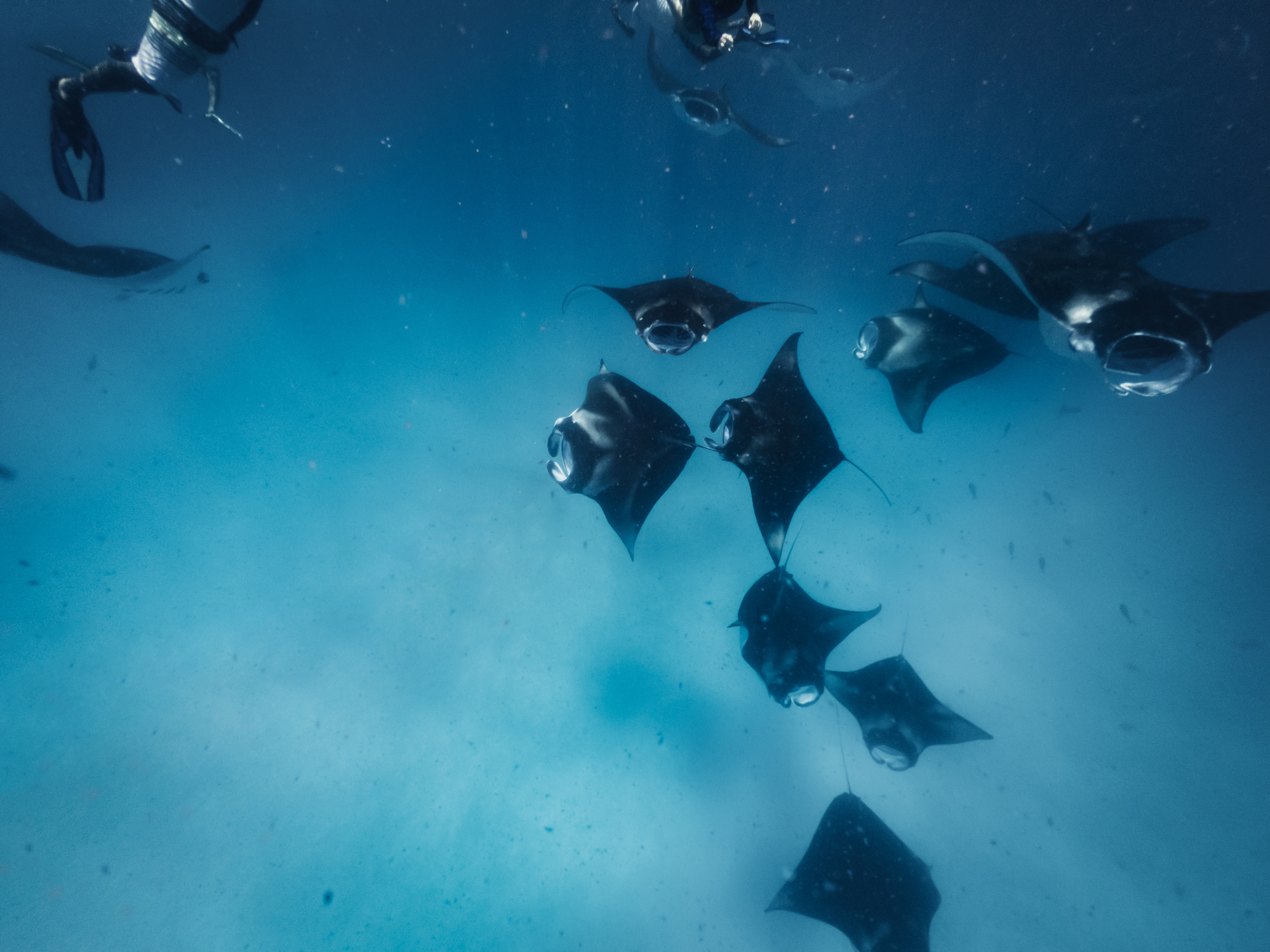 Maldives Rays Maldives Manta Rays: Where & When to See Them | IMJ Travels