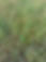 milkweed.JPG