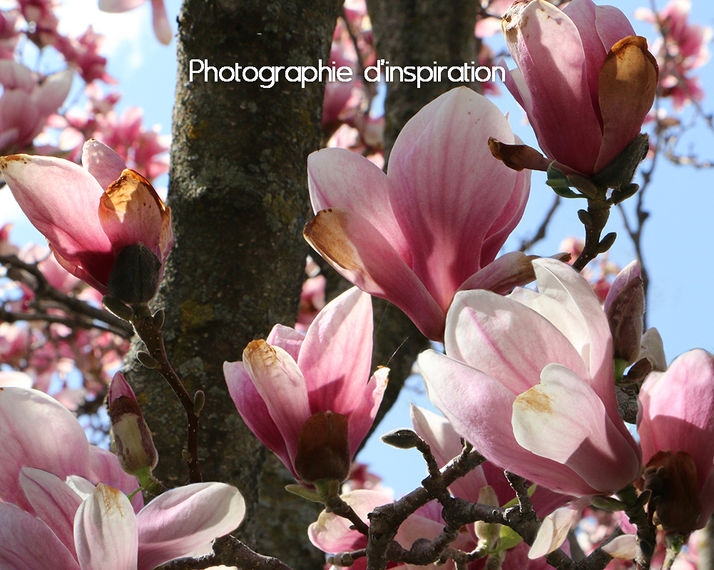 Photographie d'inspiration d'un arbre de magnolia. Photo prise dans la ville de Vaudreuil-Dorion, au Québec.