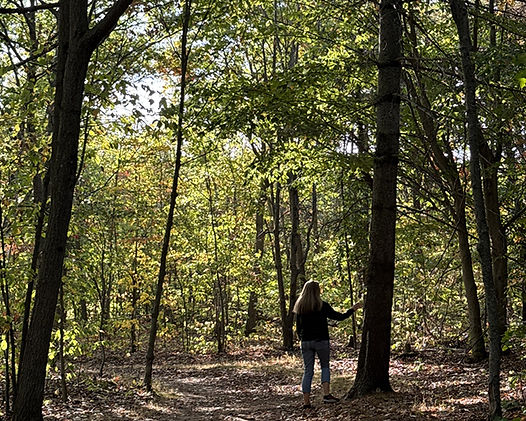 Artiste peintre d'arbres et forêt Chantal Bourque