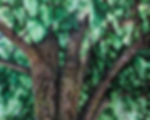 Peinture paysage arbre foret