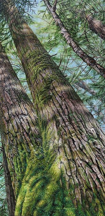 Painting of tall trees in a British Columbia forest