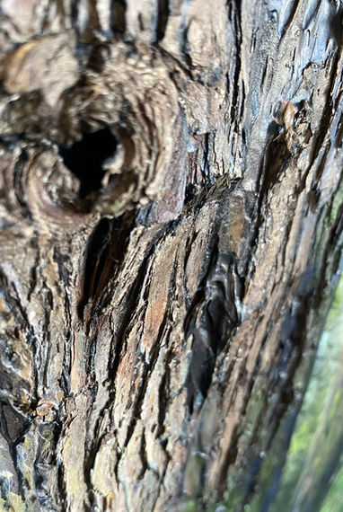 Peinture de l'écorce présente dans un sous-bois d'une forêt en Gaspésie. Détail de l'écorce d'un cèdre.